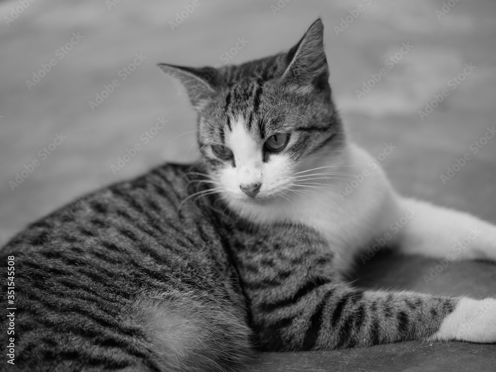 black and white portrait of domestic tabby cat on the floor