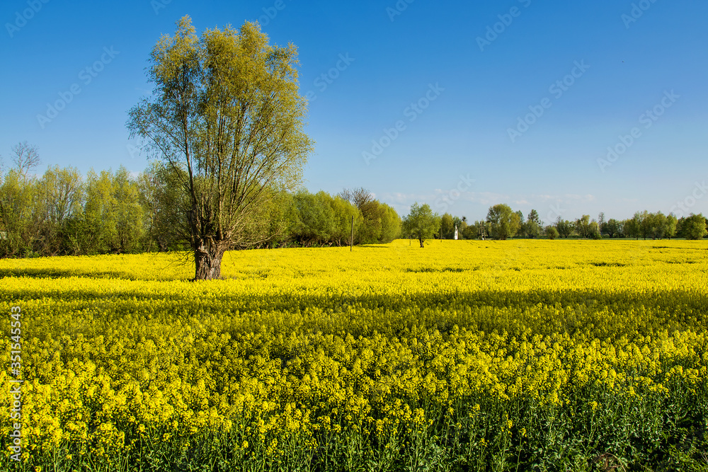 Yellow rapeseed field and green trees. Beautiful landscape Zulawy Wislane in Poland