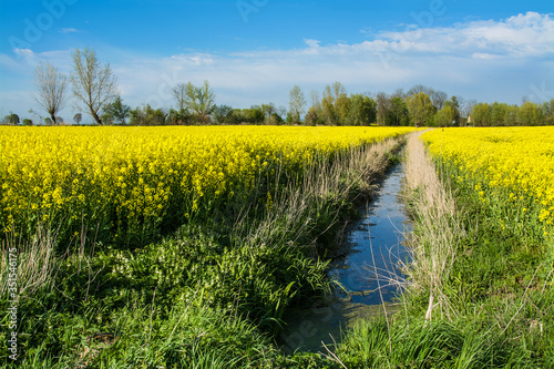 Yellow rape field and drainage ditch. Beautiful rural landscape in Poland © VinyLove Foto