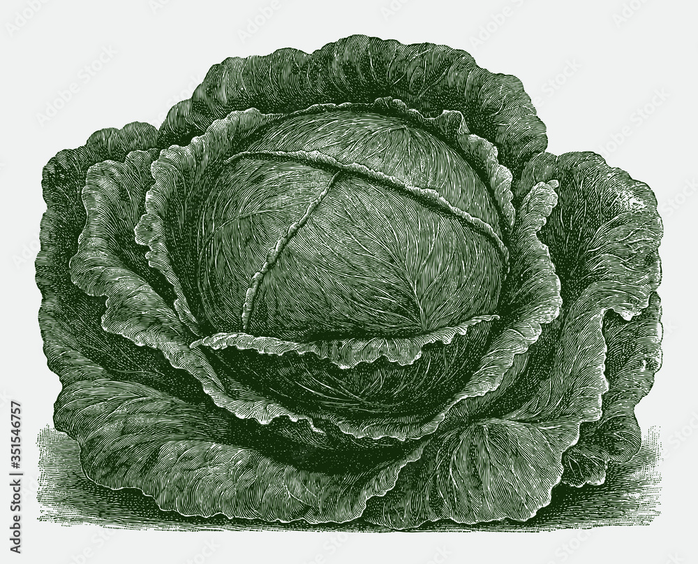 Obraz premium Early flat head cabbage variety. Green colored illustration after a historical engraving from the early 20th century