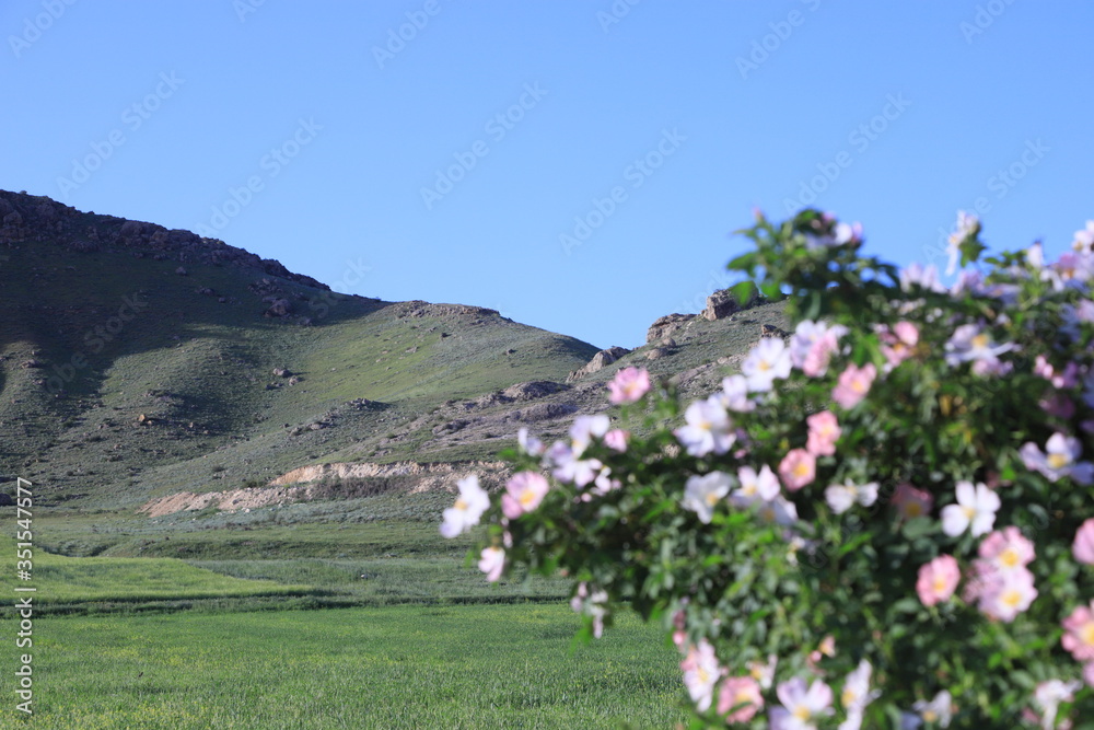Fototapeta premium flowers in the mountains