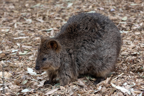 Long-nosed potoroo, Potorous tridactylus, small marsupial looking for food on the ground, Australia