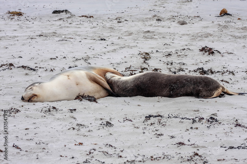 Small groups of Australian Sea lion, Neophoca cinerea, lie in the sand on the shore, Flinders Chase National Park. Australia