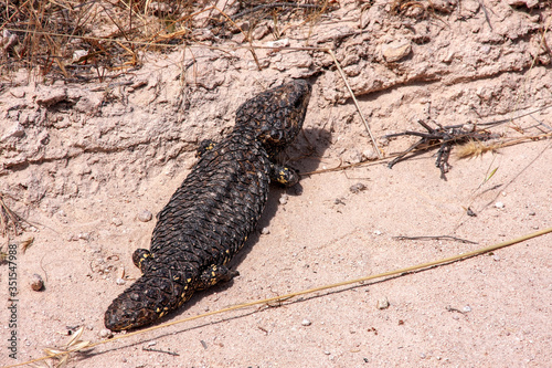 Bizarre Blue-tongued Skink, Trachydosaurus rugosus, resembling a tree cone, Australia photo