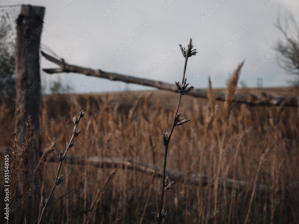 Obraz premium Brown dry grass in the meadow. Backround. Fall weather