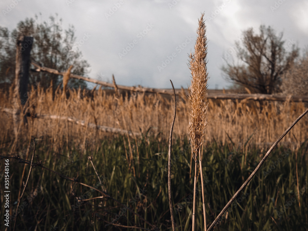 Brown dry grass in the meadow. Backround. Fall weather