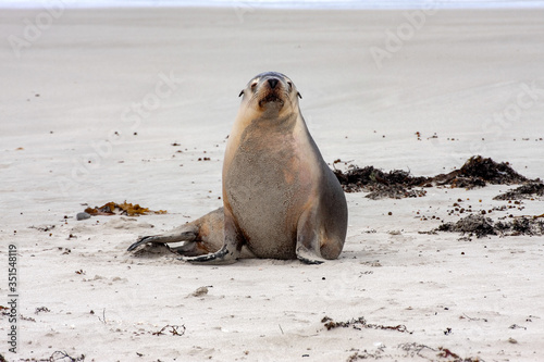 The Fur Seal, Arctocephalus forsteri, stretches on, Flinders Chase National Park. Australia