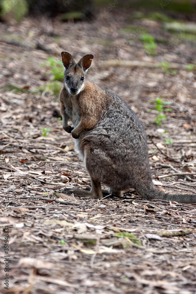 Fototapeta premium A Wallaby swamp, Wallabia bicolor, sitting on the ground looking for food. Australia