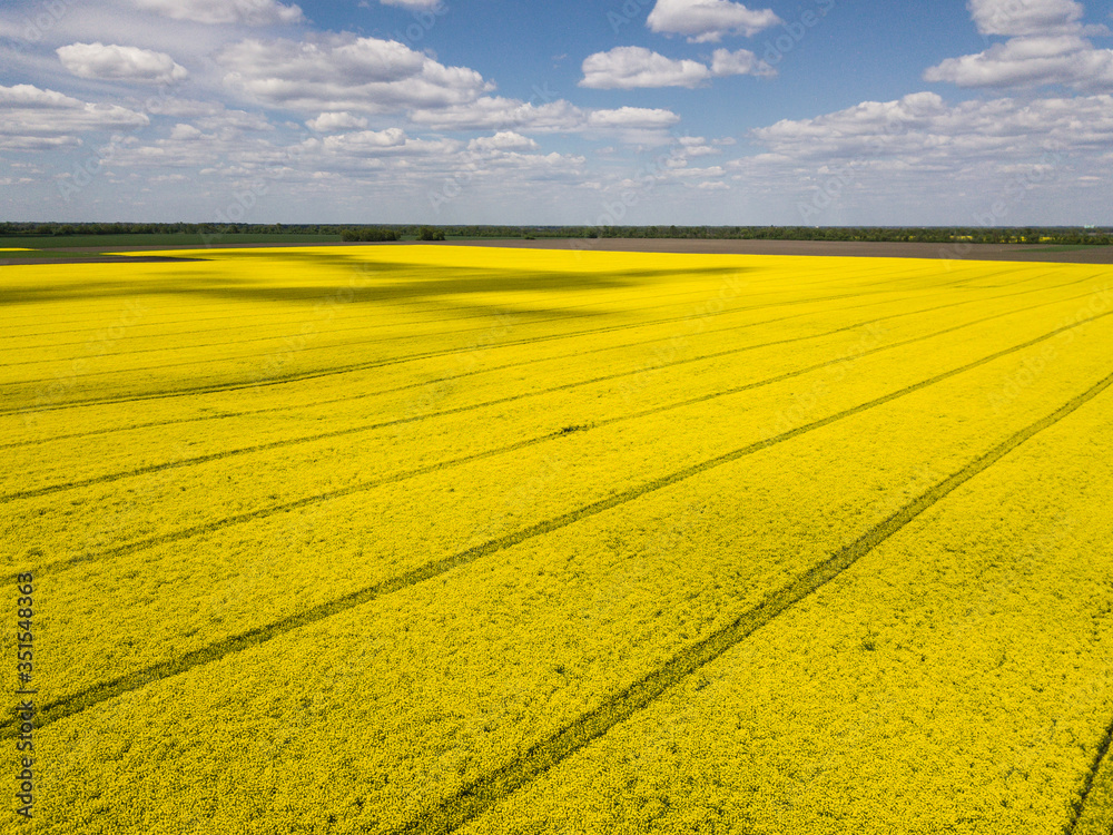 Colorful yellow spring crop of canola, rapeseed or rape viewed from above showing parallel tracks through the field. Aerial shot
