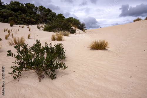 White sand and sparse vegetation on the coast  Flinders Chase National Park. Australia