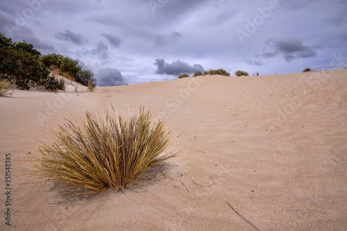 Fototapeta Naklejka Na Ścianę i Meble -  White sand and sparse vegetation on the coast, Flinders Chase National Park. Australia