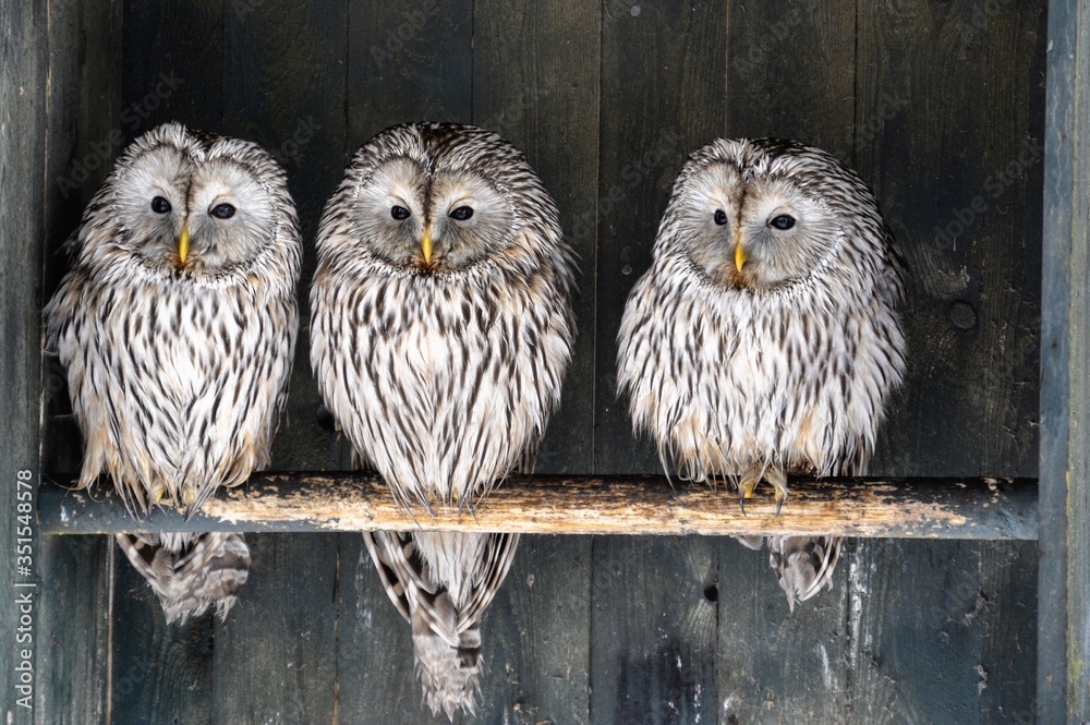 Fototapeta premium FINLAND