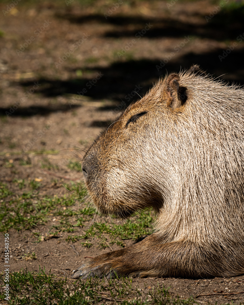 Portrait of a capivara sleeping in a zoo Portrait of a capivara sleeping in a zoo