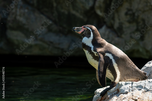 A Humboldt penguin in an austrian zoo