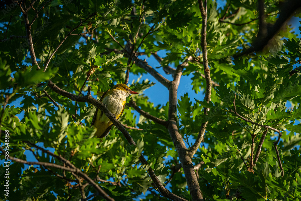 A Eurasian Golden Oriole sitting in a tree A Eurasian Golden Oriole sitting in a tree