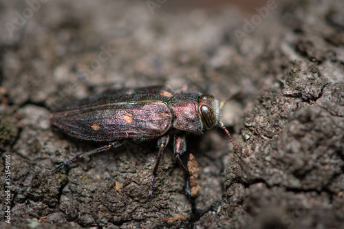A beautiful metallic jewel beetle sitting on a tree