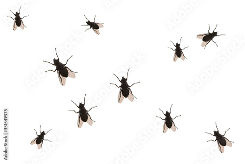 Fototapete Flies isolated on white background, abstract pattern with fly