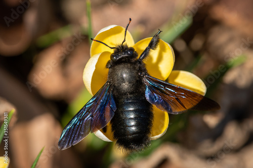 A big male carpenter bee feeding on a yellow crocus photo