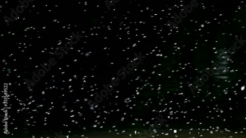 Slow motion scene of a gnat cloud with hundreds of swarming insects photo