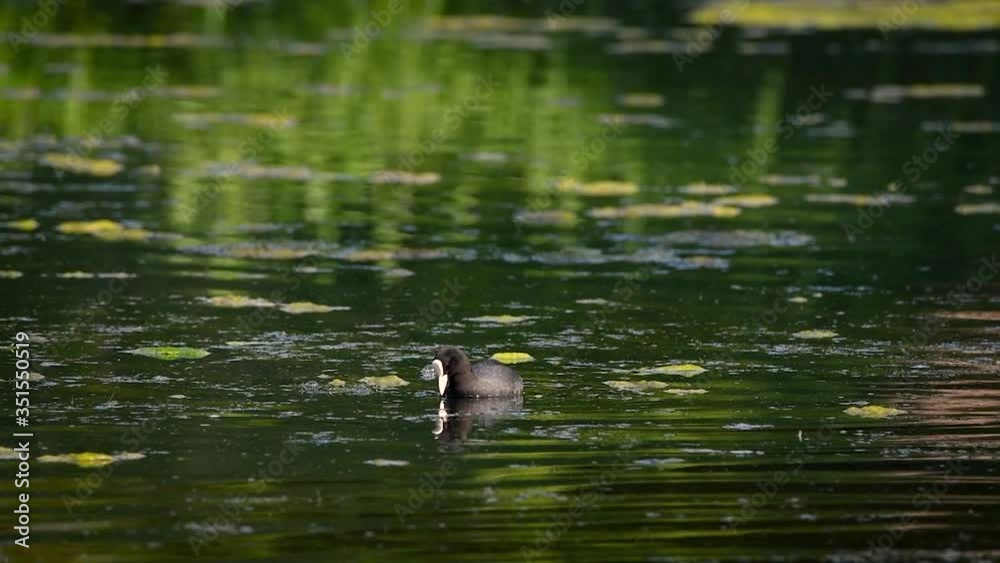 Eurasian common coot diving in the water in search of food Eurasian common coot diving in the water in search of food