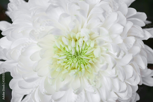 White chrysanthemum macro. Spring background