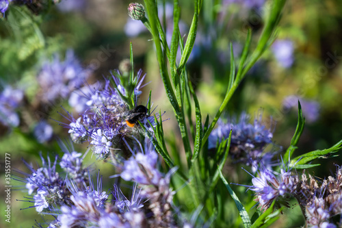 A closeup shot of a honeybee on a beautiful purple pennyroyal flowers