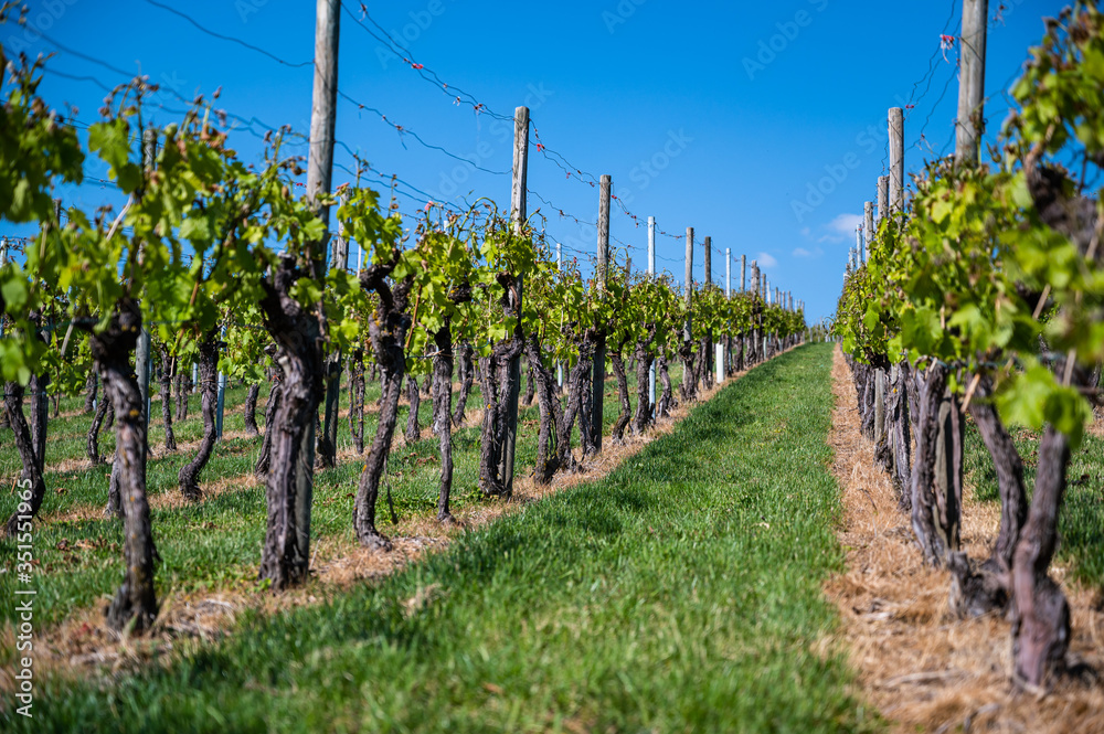 A beautiful scenery of a vineyard under a clear blue sky during daytime