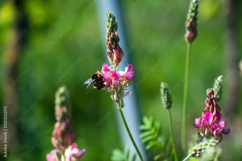 A clouse-up shot of a bumblebee on a beautiful pink lavender flower A clouse-up shot of a bumblebee on a beautiful pink lavender flower