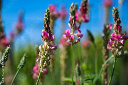 A clouse-up shot of a  beautiful pink lavender flower