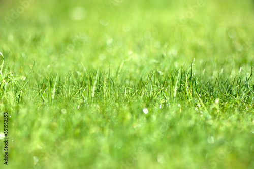 green and yellow grass blured background, grass bokeh backdrop