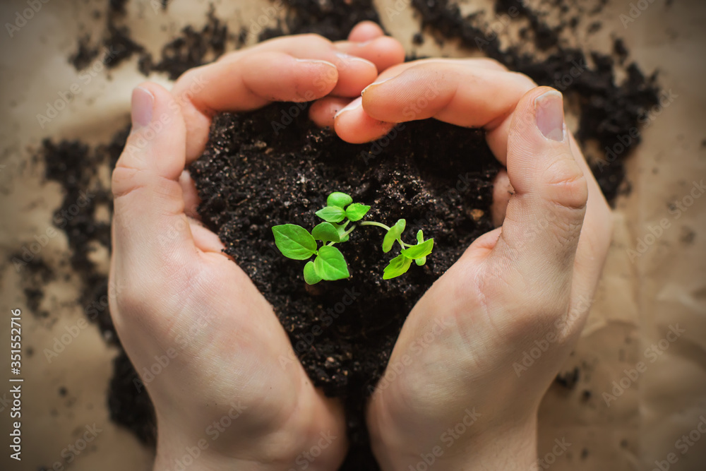 Strong human hands hold crumbly soil in the form of a heart, from which a young plant sprout grows. Concern for the environment. Plant growing. Strong human hands hold crumbly soil in the form of a heart, from which a young plant sprout grows. Concern for the environment. Plant growing.