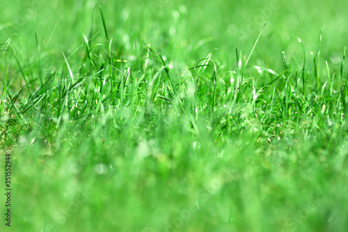 green grass blured background, close up grass bokeh backdrop, banner copy space