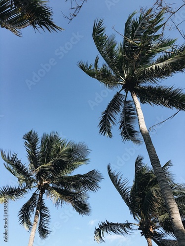 Palm tree on background of blue sky Vietnam