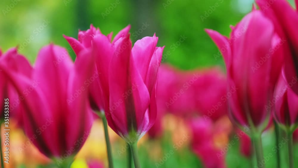 Blooming amazing red tulips with soft petals in a park on a wind in the cloudy day close-up. Beauty of nature. Blooming amazing red tulips with soft petals in a park on a wind in the cloudy day close-up. Beauty of nature.