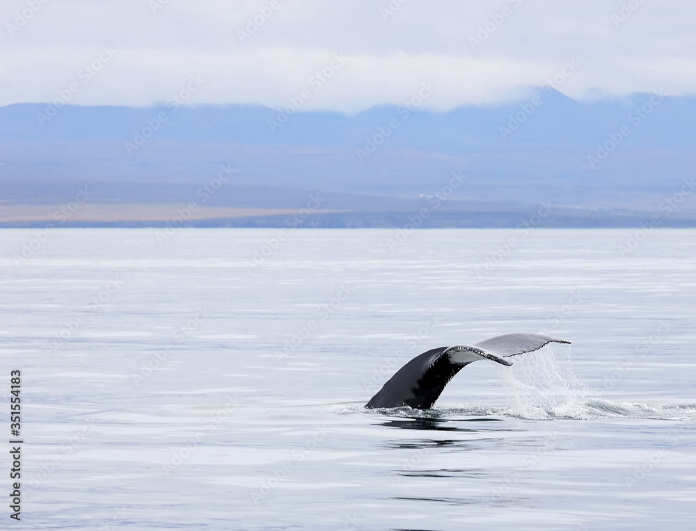 Obraz premium Hunpback Whale in the Atlantic Ocean