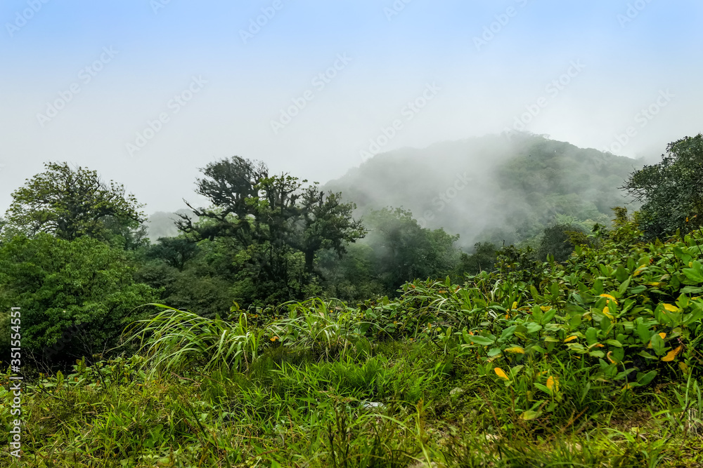 typical Vietnamese landscape in spring with high mountain foggy forest Phia Oac