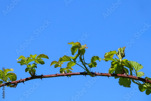 A thorny bramble stem, Rubus fruticosus, with fresh green leaves isolated against a clear blue sky in the spring sunshine.