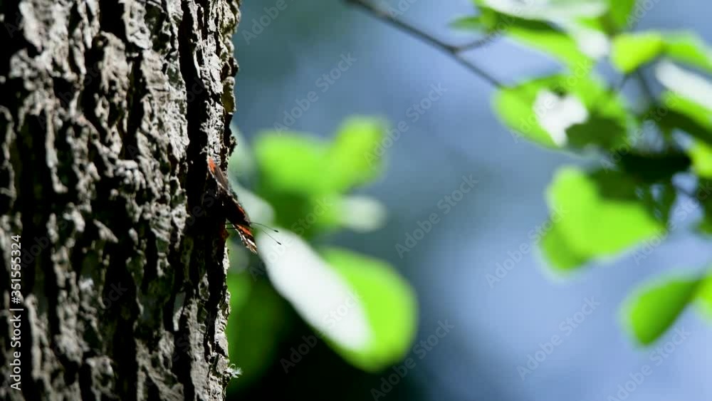 Macro clip of red admiral (Vanessa atalanta) butterfly, birds singing Macro clip of red admiral (Vanessa atalanta) butterfly, birds singing