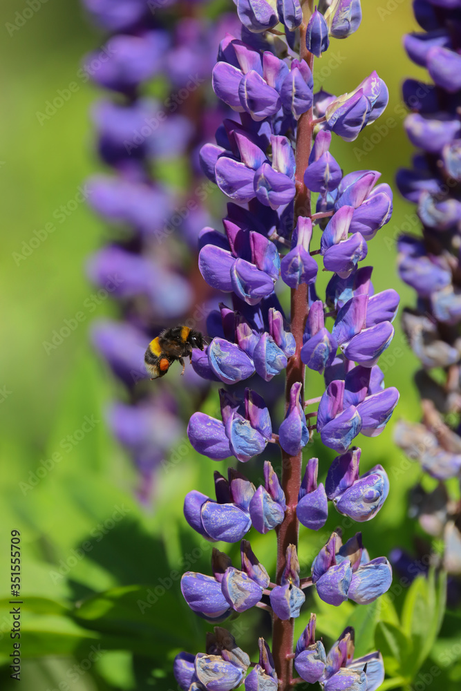 Close up of a purple lupin flower with a bumble bee flying towards it Close up of a purple lupin flower with a bumble bee flying towards it