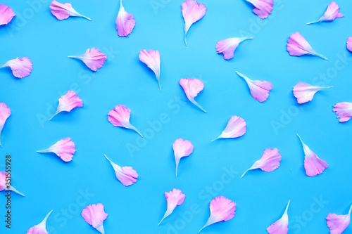 Carnation flower petals on blue background.