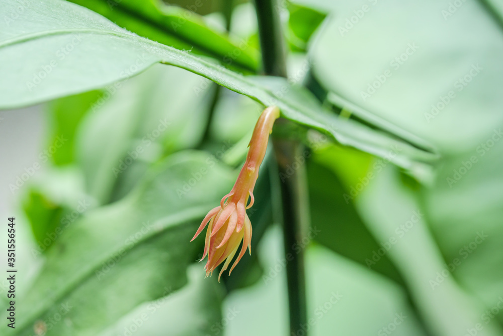 月下美人の花の蕾 Stock Photo | Adobe Stock