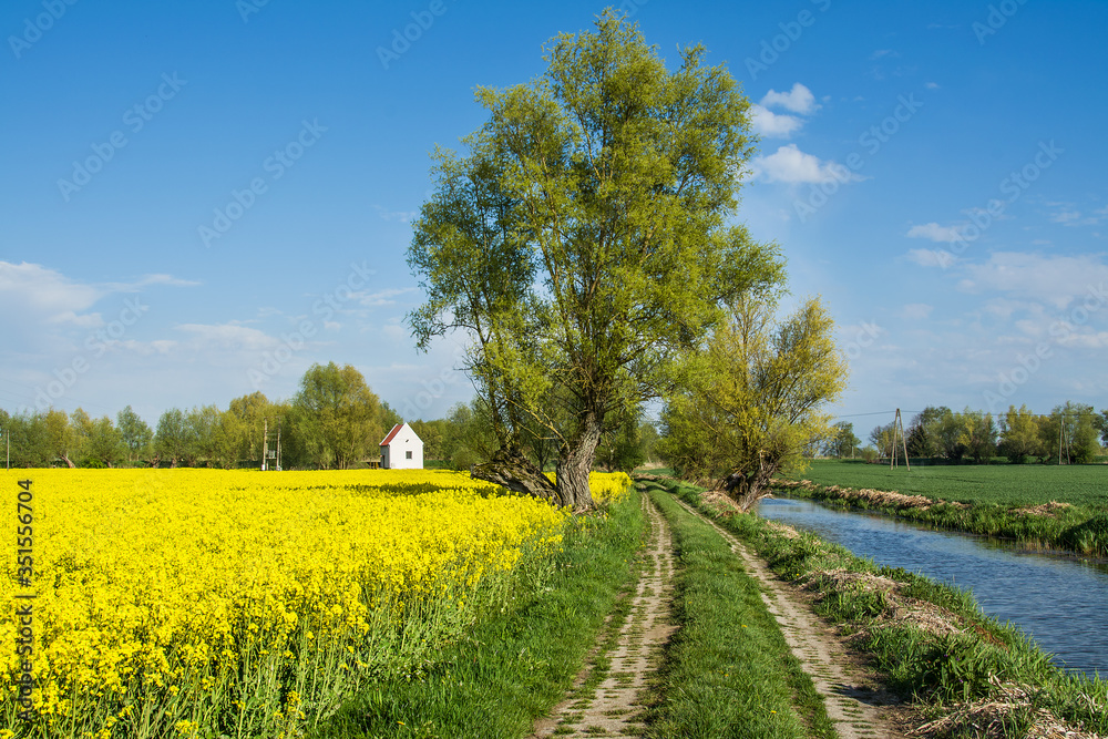 Rapeseed field, tree and river. Beautiful rural landscape in Poland