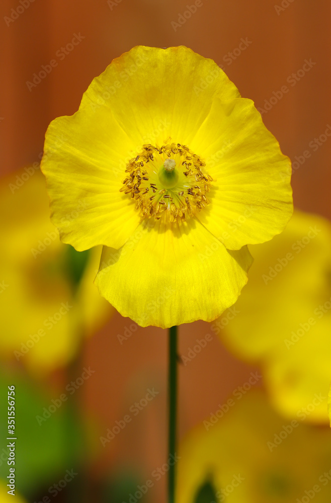 Obraz premium Close up of a yellow Welsh poppy, Papaver cambricum in the spring sunshine