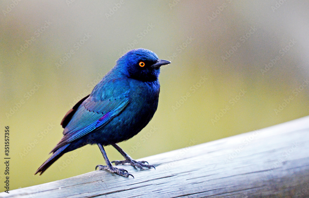 Red-shouldered glossy star, Botswana Okavango Delta,Rotschulteriger Hochglanzstern, Botswana Okavango Delta Red-shouldered glossy star, Botswana Okavango Delta,Rotschulteriger Hochglanzstern, Botswana Okavango Delta