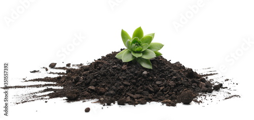 Plant in soil, dirt pile, cultivation concept isolated on white background