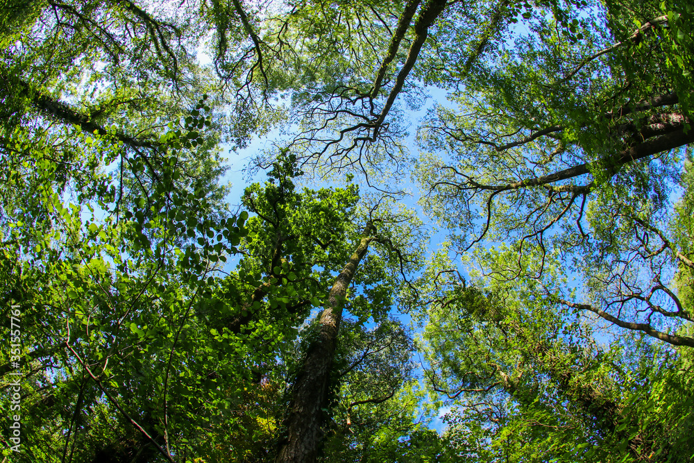 Fototapeta premium An ancient woodland tree canopy in the UK through a fish-eye lens in the spring sunshine with fresh green leaves against a blue sky