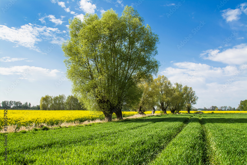 Rapeseed field and tree. Beautiful rural landscape in Poland