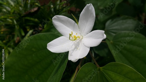 flower  kerala