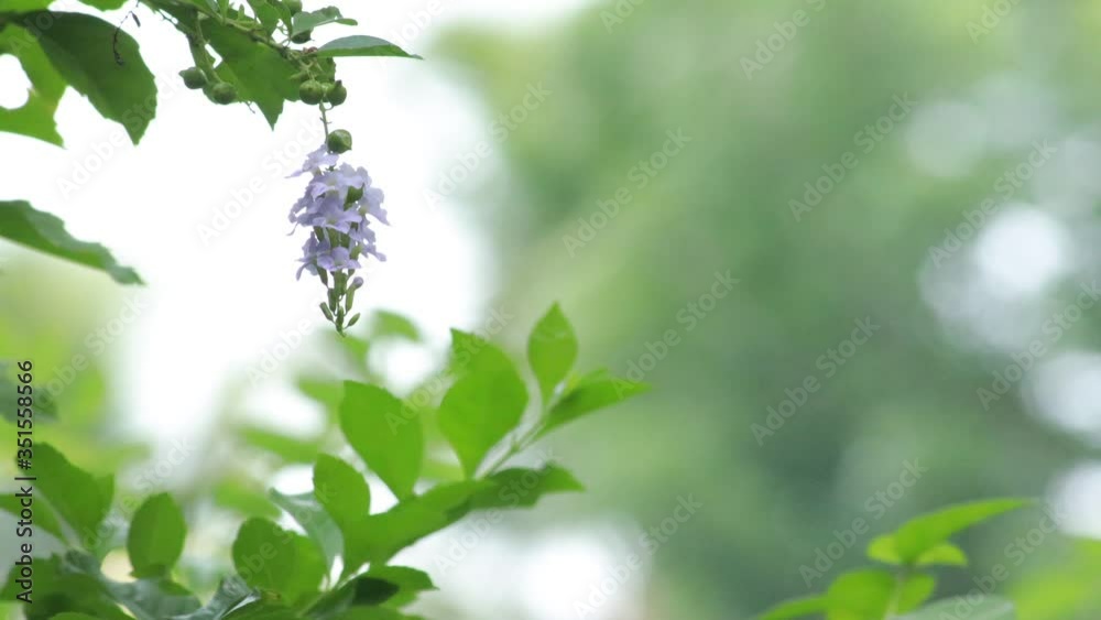 Closeup nature view of green leaf on blurred greenery background in garden with copy space for text using as background natural green plants landscape, ecology, fresh wallpaper concept. Closeup nature view of green leaf on blurred greenery background in garden with copy space for text using as background natural green plants landscape, ecology, fresh wallpaper concept.