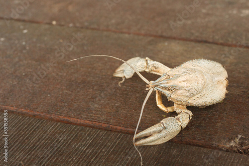 Carapace of dead crayfish or crawfish with claw and mustache on brown wood background with copyspace for you text 
